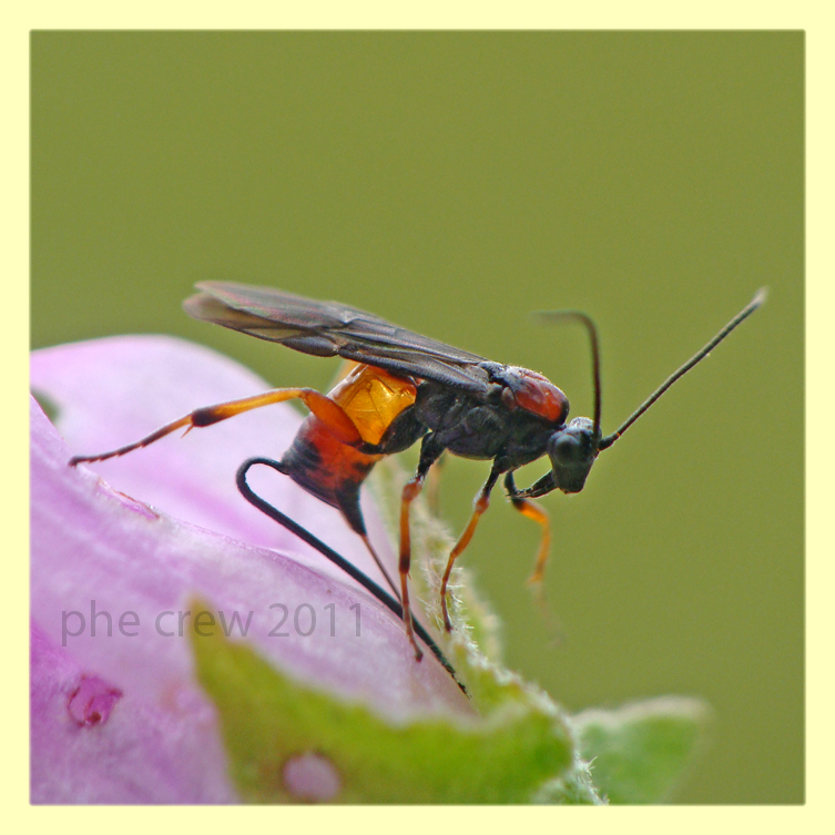 Icneumonidae - Anzio - 16.5.2011.JPG