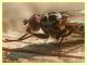 Anthomyiidae - Anzio - 28.2.2012 (2).JPG