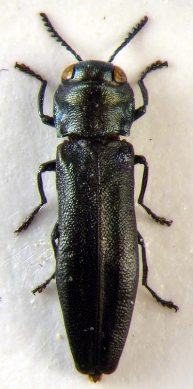 Agrilus betuleti.JPG