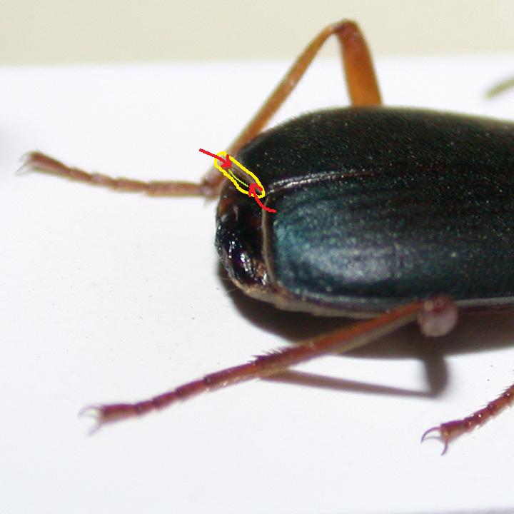 brachinus immaculicornis.jpg