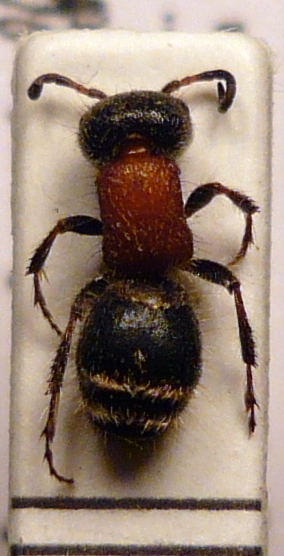 Myrmilla (Pseudomutilla) capitata (Lucas 1849) Mutillidae.JPG