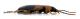 Comb0498_18jcr.jpg