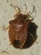 Malamocco 14.XI.2012 033a.jpg