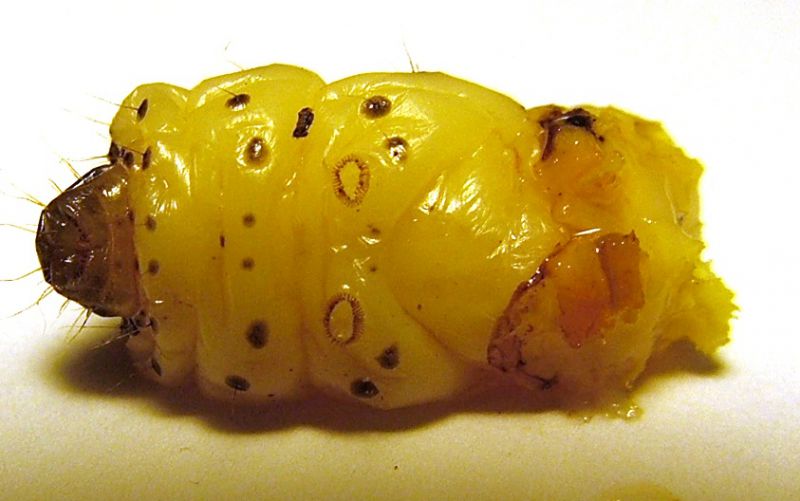 Larva su salix 2.jpg