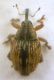 Coeliodes sp. - Curculionidae.JPG