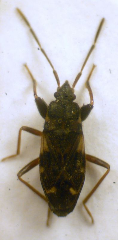 Eremocoris podagricus (Fabricius, 1775) - Lygaeidae.JPG