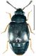 Proteinus brachypterus (Fabricius, 1792).jpg