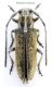Phytoecia_nausicae_female.jpg