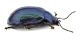 Comb0520_15jcr.jpg