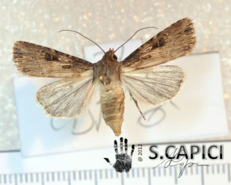 Agrotis-sp-2.jpg