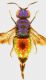 Holopyga sp.jpg