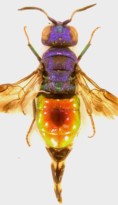 Holopyga sp.jpg