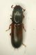 Tenebri5 Corticeus.JPG