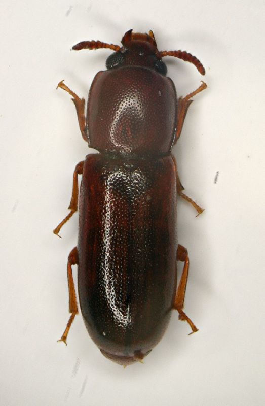 Tenebri6 Corticeus.JPG