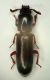 Tenebri7 Corticeus.JPG