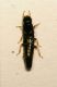 Termite.JPG