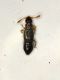 Psel1 Bibloplectus pusillus1.JPG