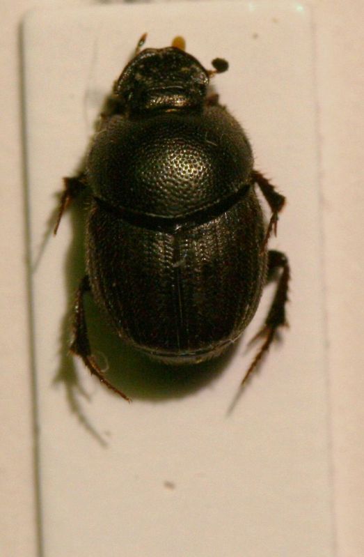 Onthophagus.JPG