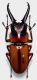 Prosopocoilus (Metopodontus) downesii  downesii (Hope, 1835).JPG