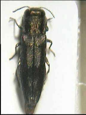 Agrilus S.jpg