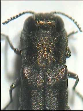 Agrilus S.jad femm part.jpg