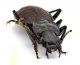 Comb0525_27jcr.jpg