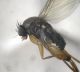 Phoridae imago2.jpg