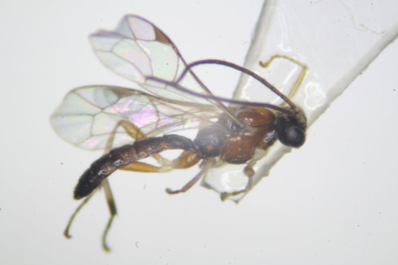 Ichneumonidae01.jpg