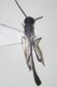 Gasteruptidae01.jpg