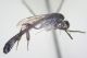Gasteruptidae05.jpg