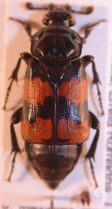 Nicrophorus sp. 2.JPG