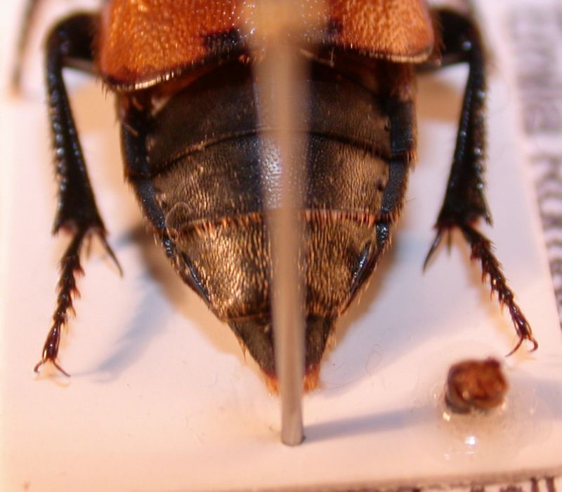 Nicrophorus sp. 3.JPG