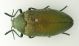 Julodis_Agdz.jpg