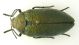 Julodis_Boudnib.jpg