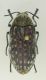 Julodis_Midelt.JPG