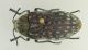 Julodis_Midelt.JPG