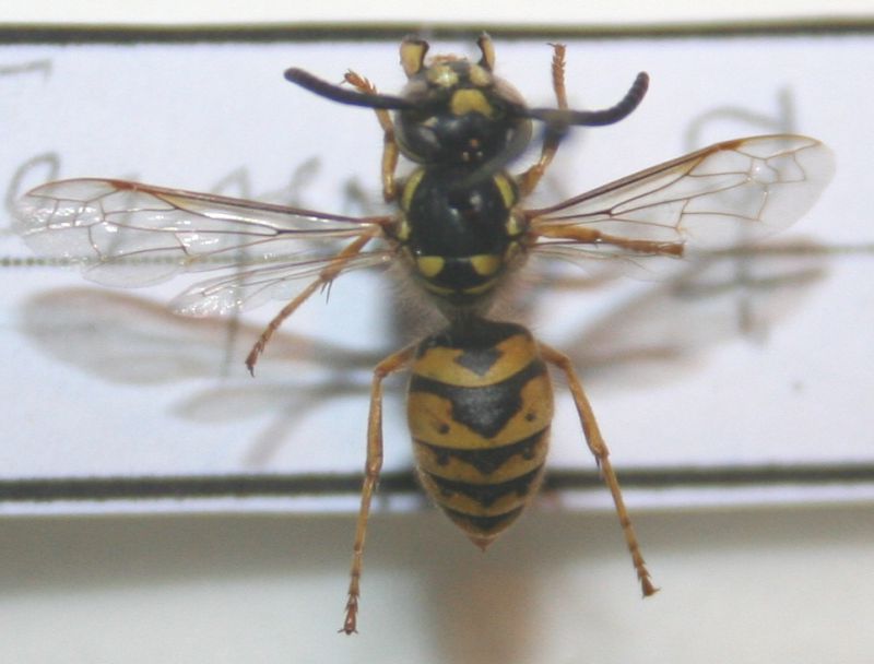 Vespula16.jpg