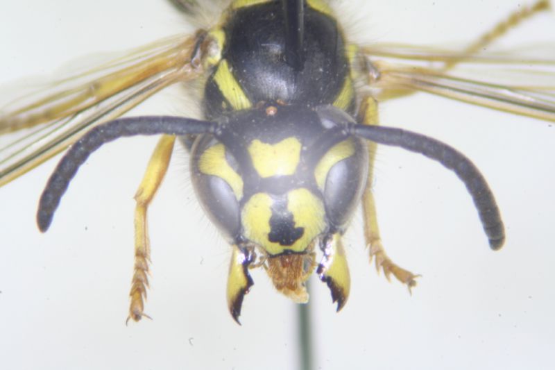 Vespula03.jpg