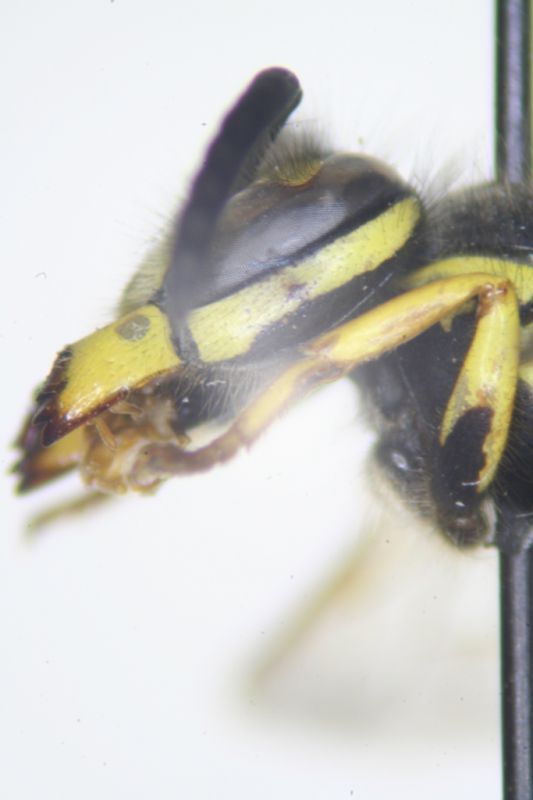 Vespula06.jpg