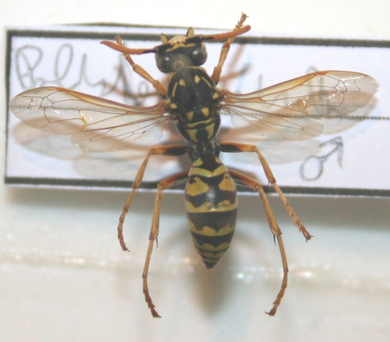 Polistes18.jpg