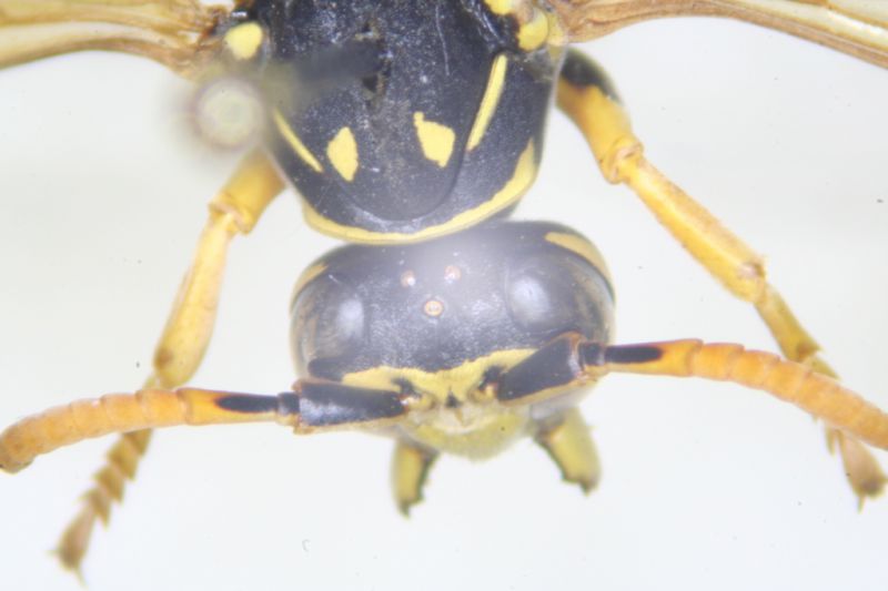 Polistes03.jpg