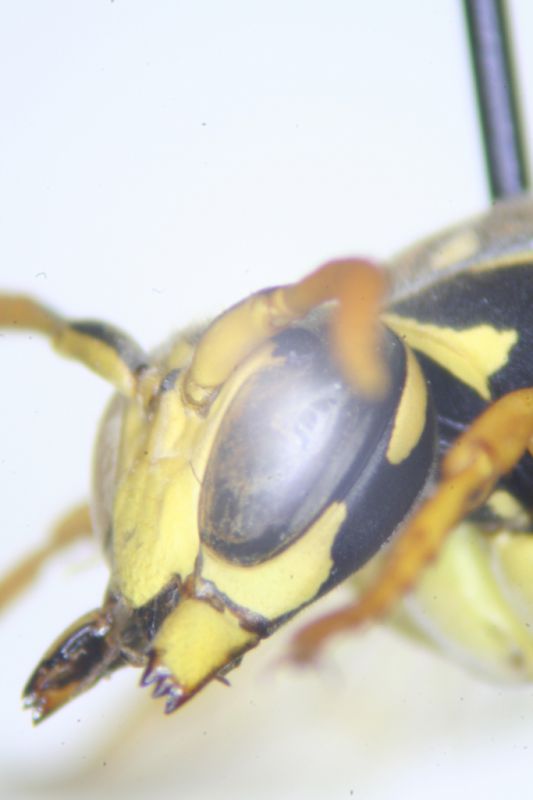 Polistes09.jpg