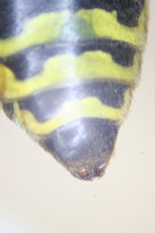 Polistes11.jpg