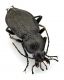 Comb0536_36jcr.jpg