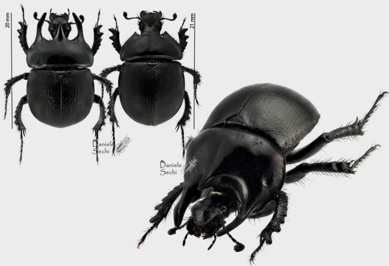 Chelotrupes matutinalis plate rid.jpg