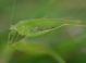 IMGP5754_Cricket_sm.JPG
