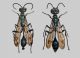 chalybion_bengalense_coppia_r.jpg