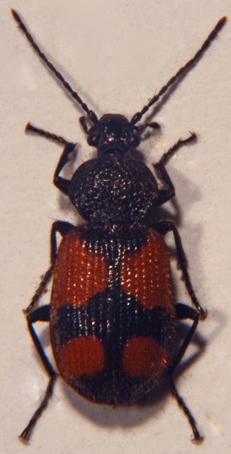 P.bipustulatus.jpg