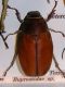 buprestidae.JPG