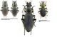 Carabus (Megodontus) vietinghoffi bowringi n. lazoensis Obydov, 1999.jpg